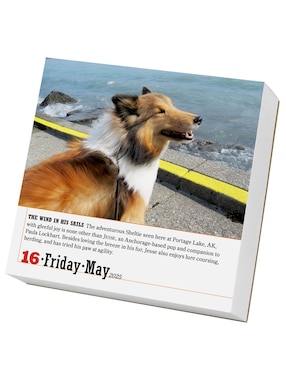 Calendario de escritorio Workman Publishing Company 365 Dogs