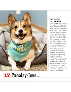 Calendario de escritorio Workman Publishing Company 365 Dogs