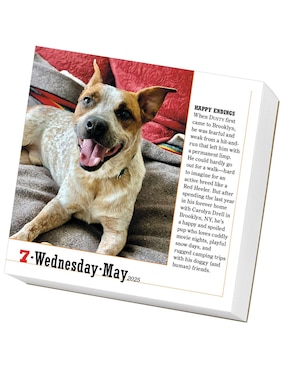 Calendario de escritorio Workman Publishing Company 365 Dogs