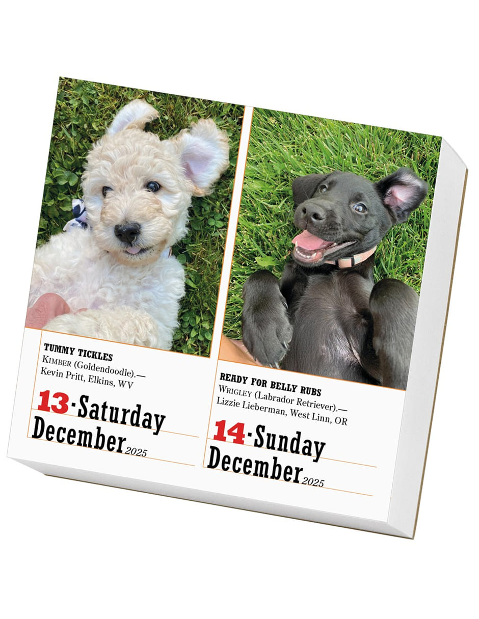 Calendario de escritorio 365 Dogs 7